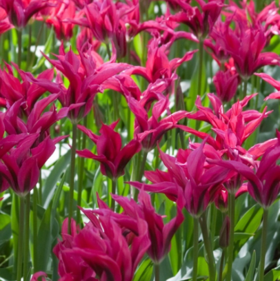 dolls minuet tulip.png