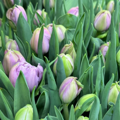 katinka tulip.png
