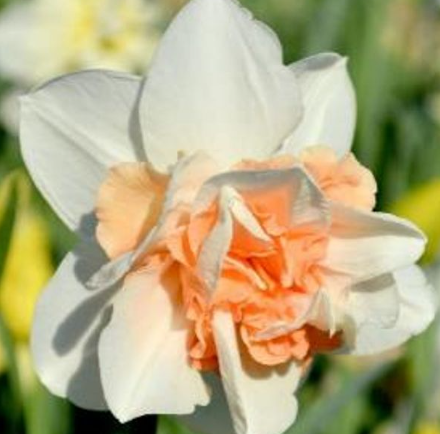 daff replete.png