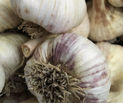 Russian Garlic .png