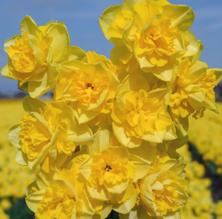 daff spring paradijs.png