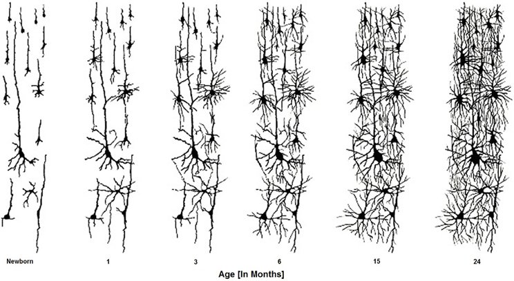Primitive Reflexes — BRMT