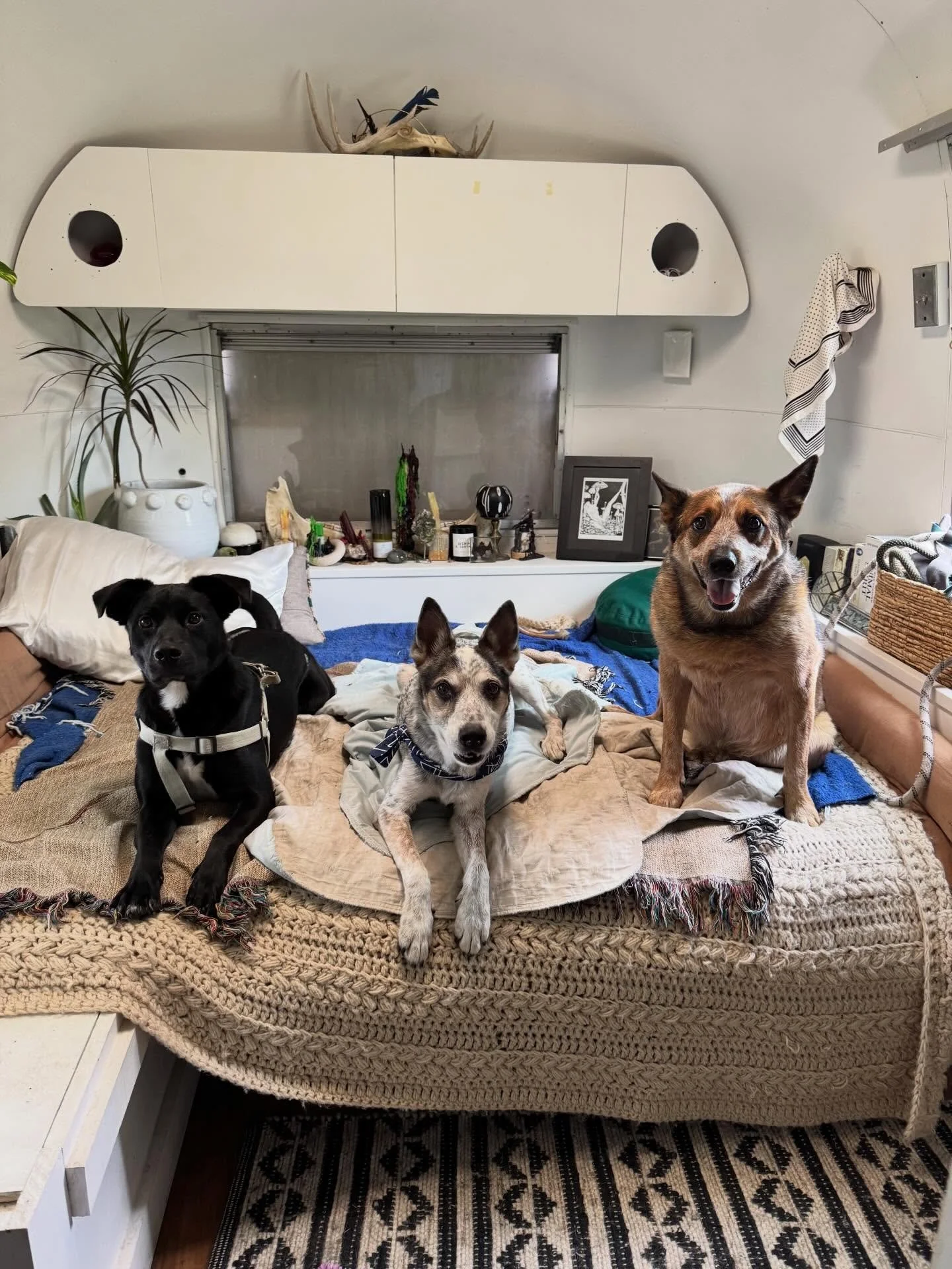 🤍🤍🤍🤍🤍🤍🤍🤍🤍🤍🤍

just a pup appreciate post because without these babes I would not be here. 

I don&rsquo;t post much of my personal life anymore, so the dogs don&rsquo;t get much grid time. But in real life, they&rsquo;re my whole grid. My f