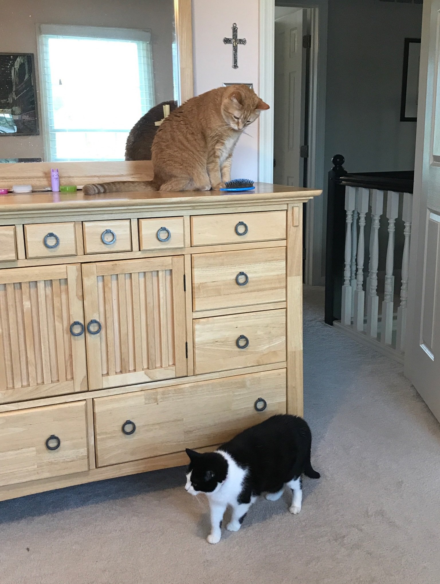 I&rsquo;ve been silent for a little while

Last month we said goodbye to two amazing friends.

Kate (also known as Pipi) was my best friend she welcomed me home everyday and was always by my side.  I&rsquo;m so lucky she chose Alexa and that I got to