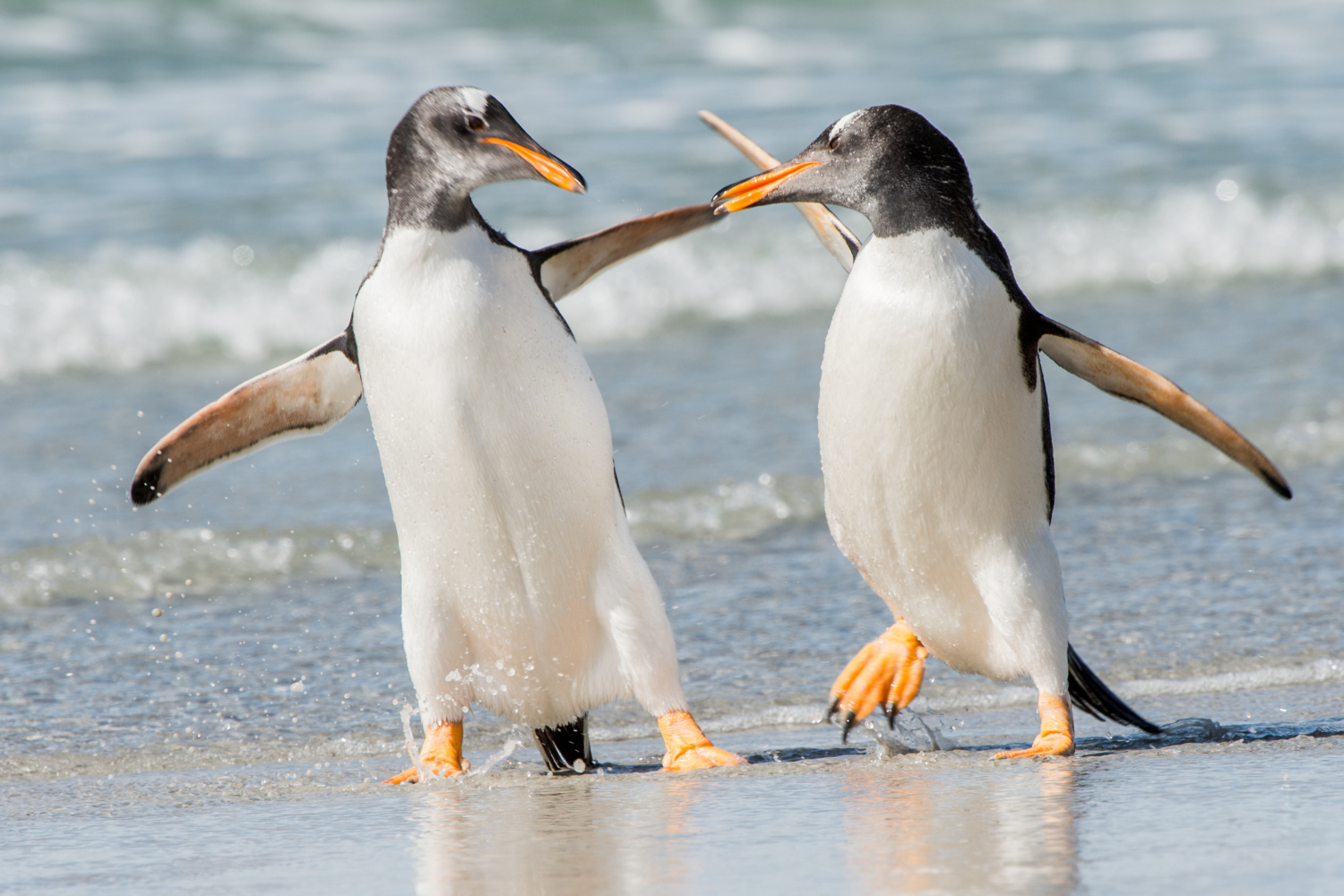 Two penguins walking along a sparkling beach partially facing each other.