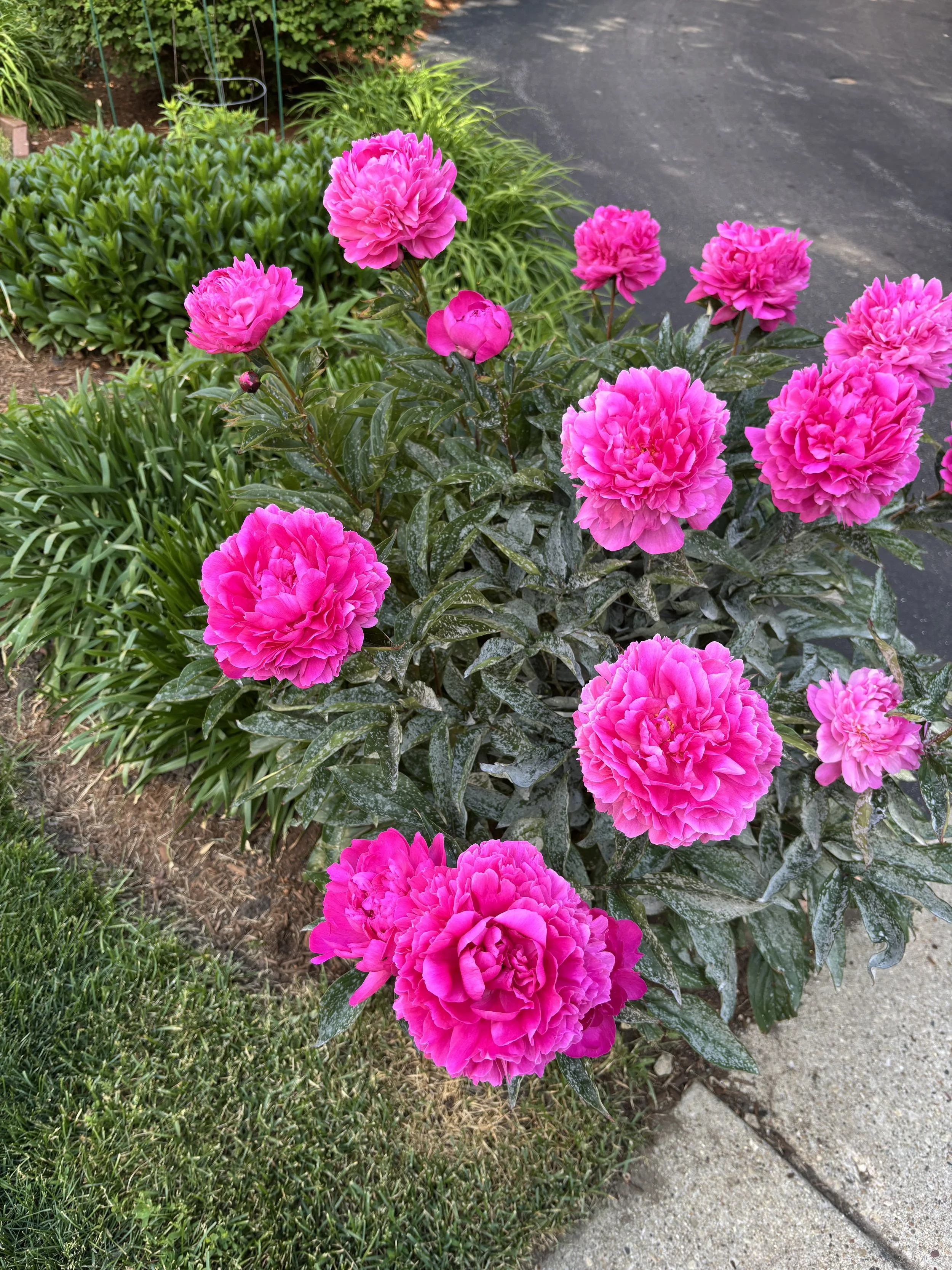 Pausing to Smell the Peonies