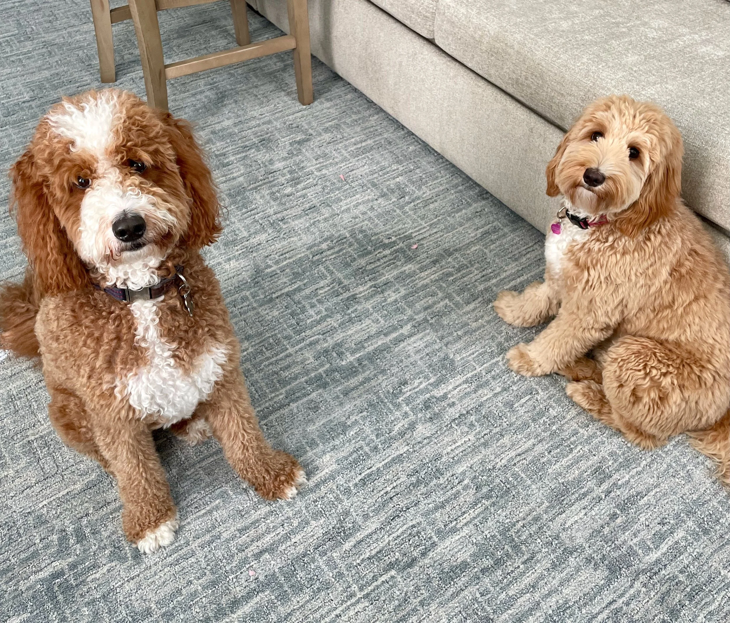 canine companions