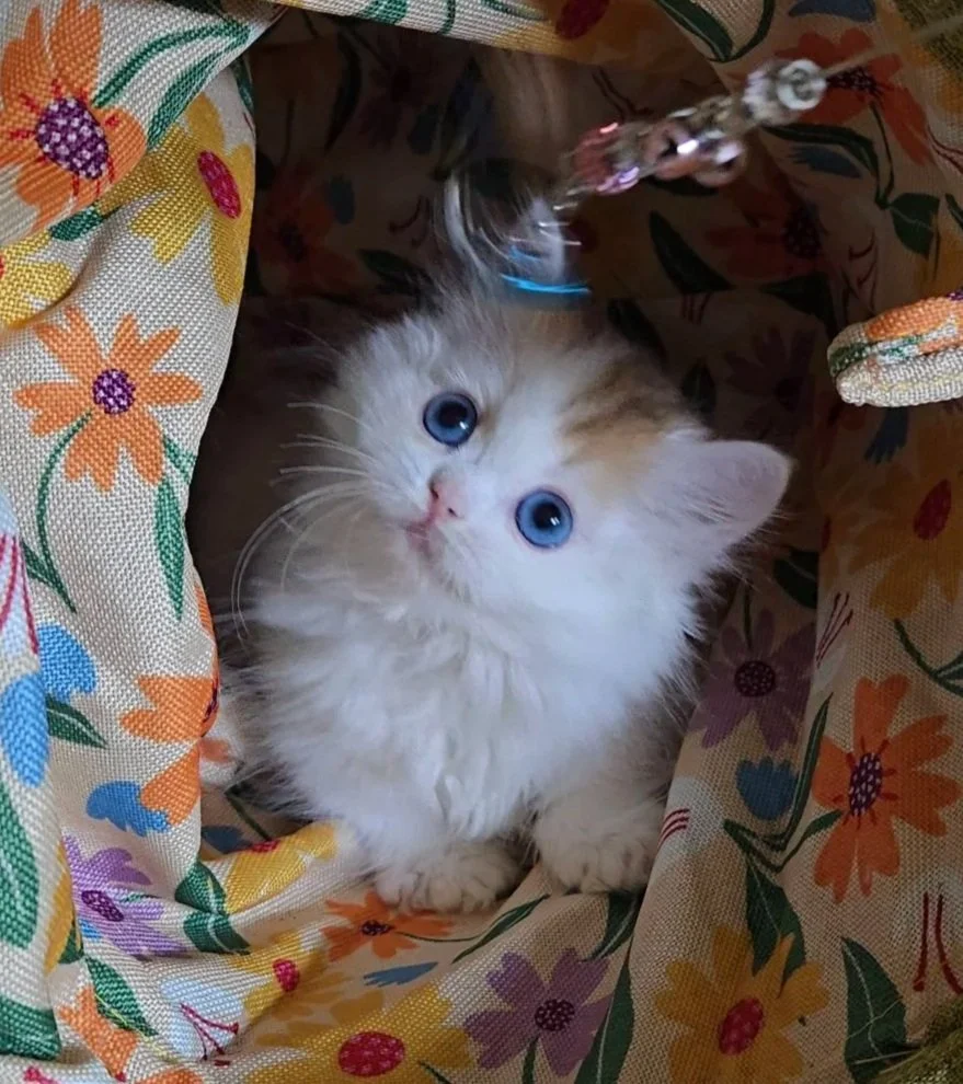 Sally