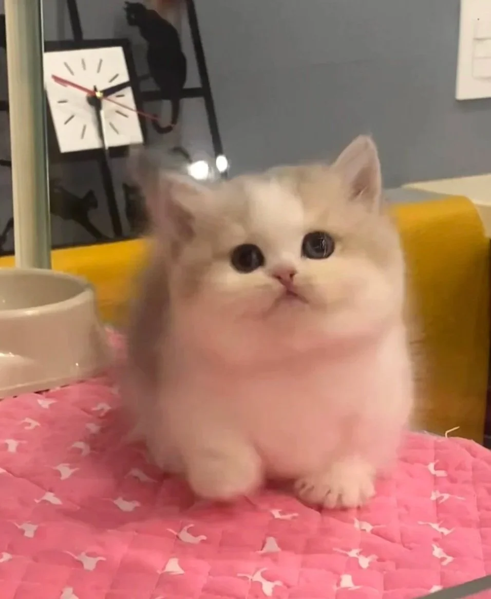 Boni