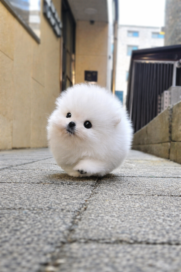 1222 POM WM (1) (2).png