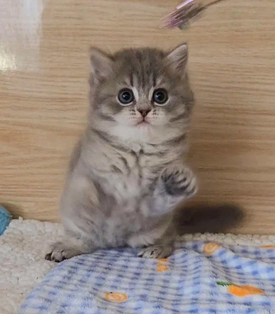 Taro