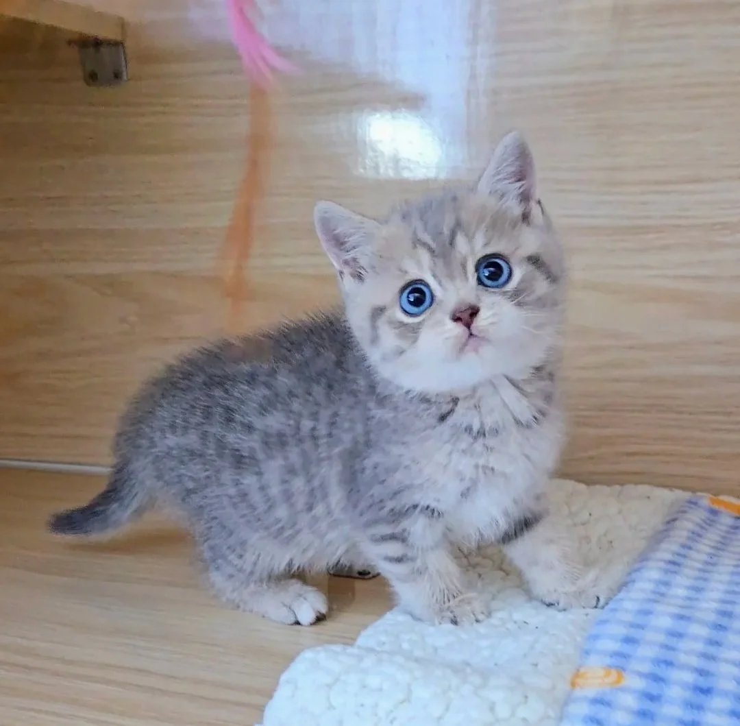 Bubu