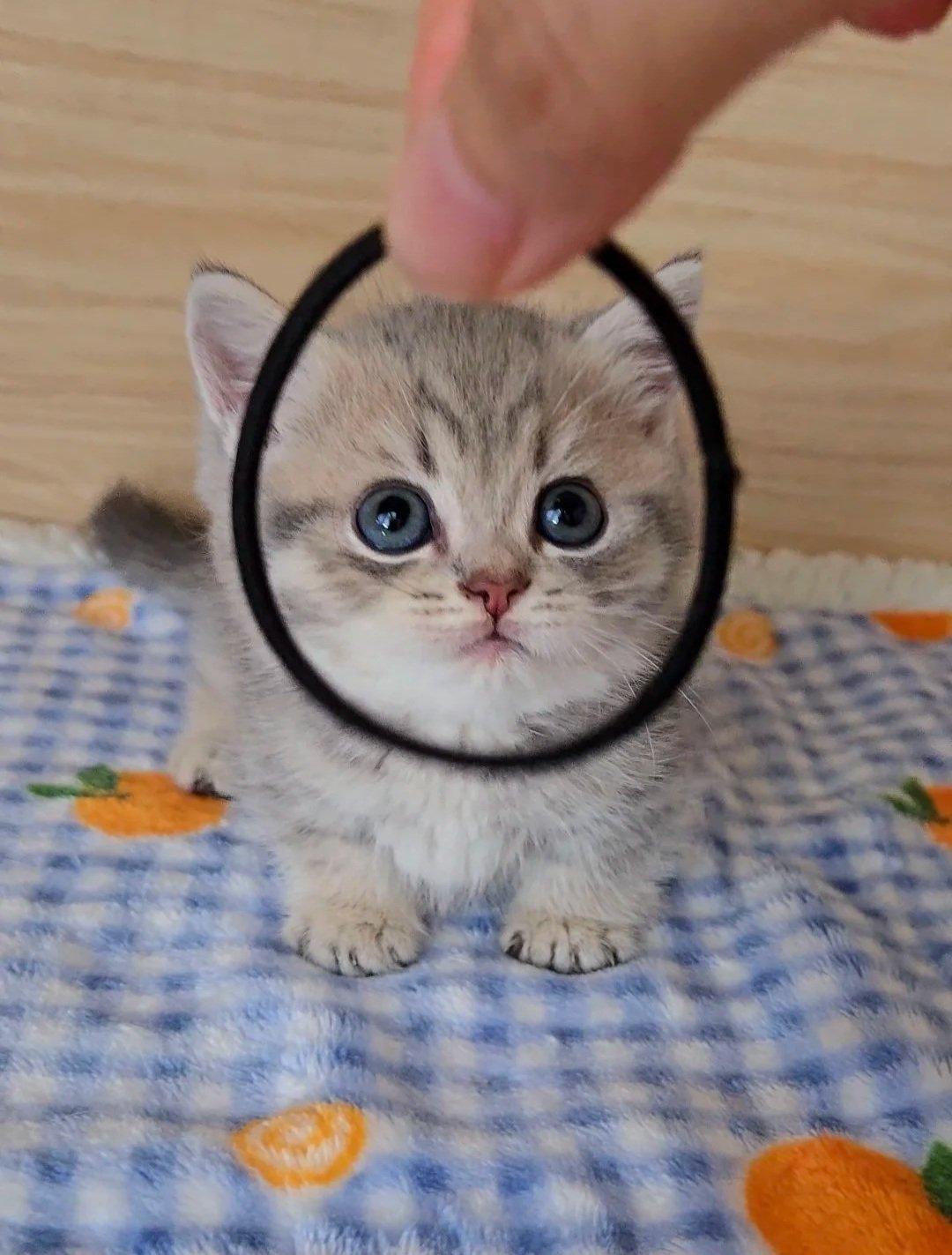 Chi chi
