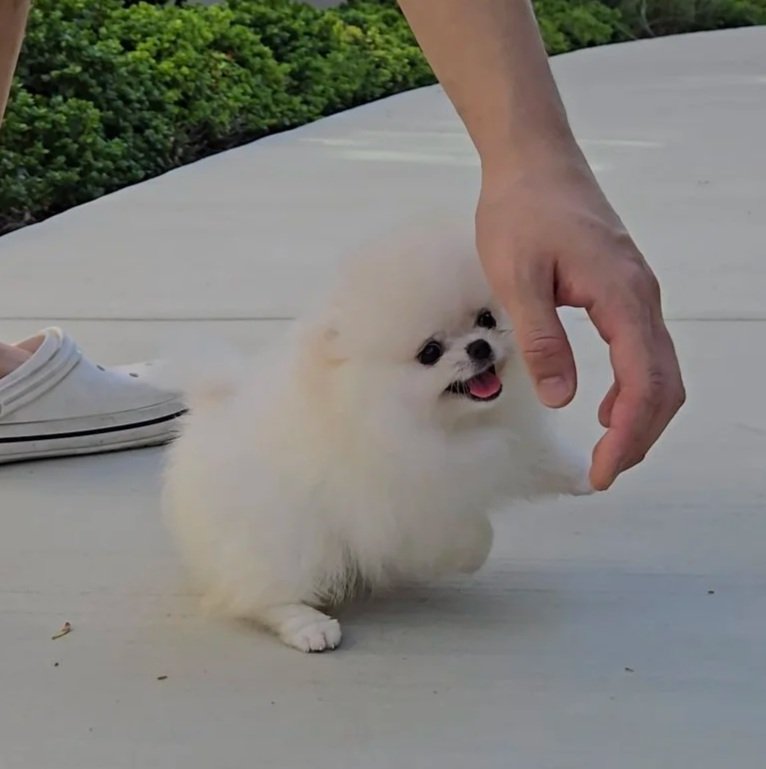 Coco