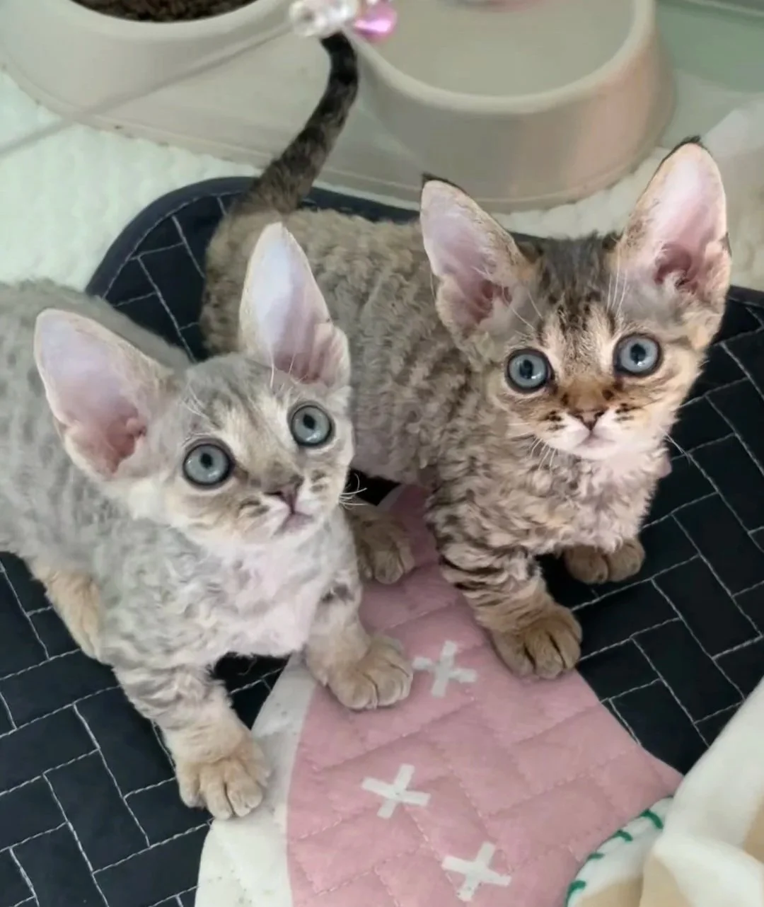 Bibi (Available)&amp; Bambi (Reserved)