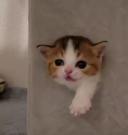 cute munchkin kittens