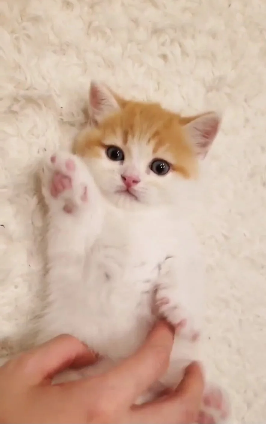cute munchkin kittens