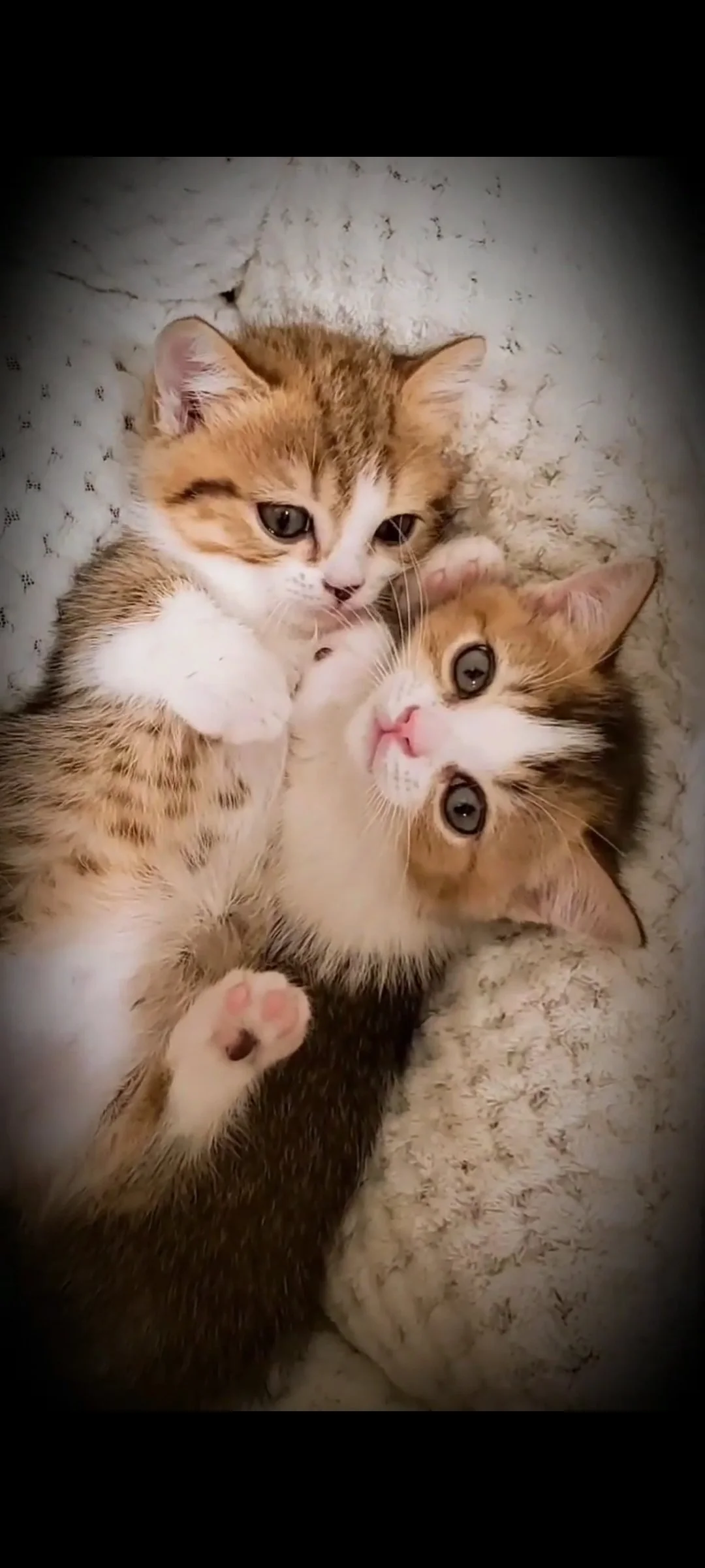 cute munchkin kittens