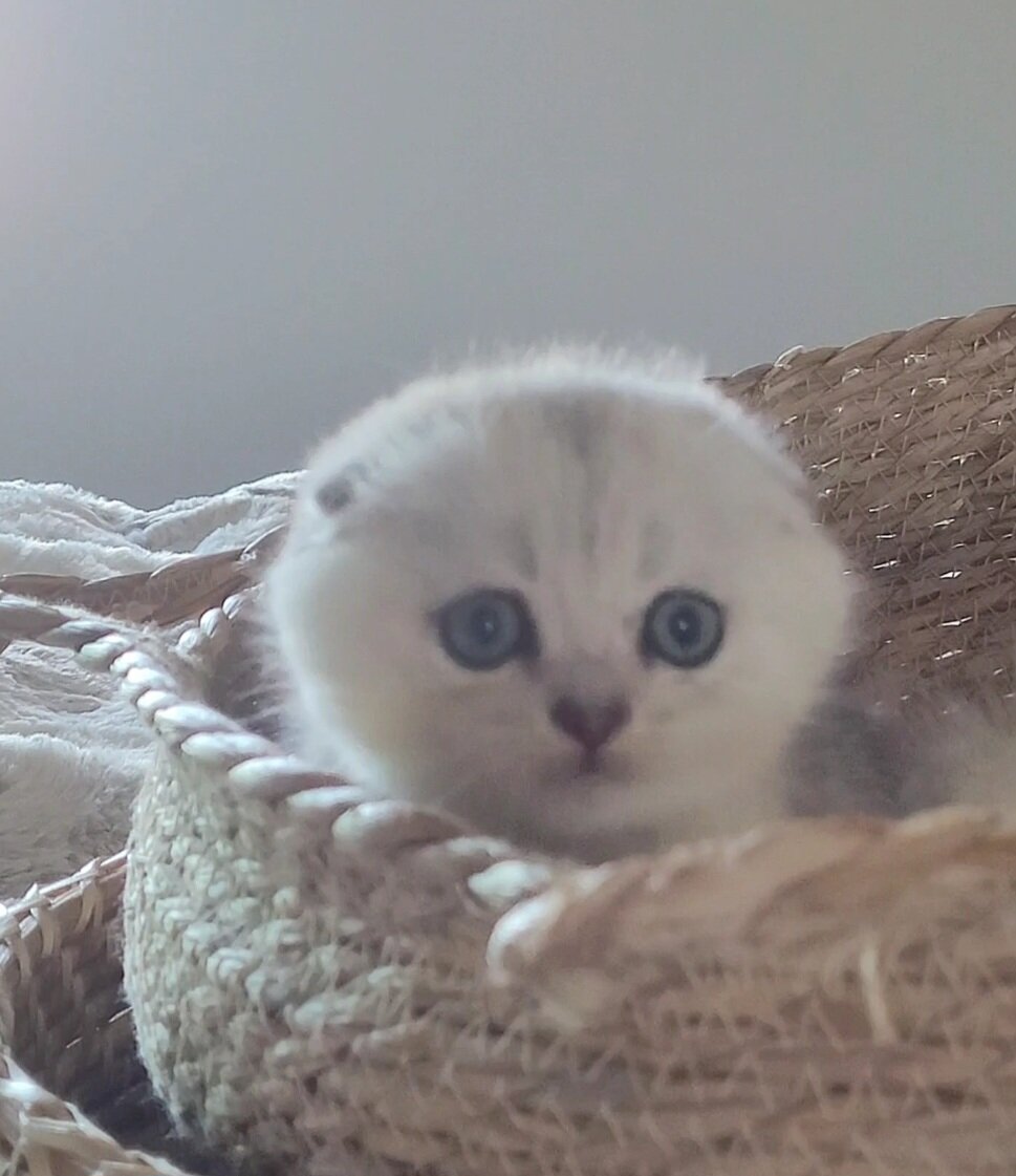 cute scottish fold kittens