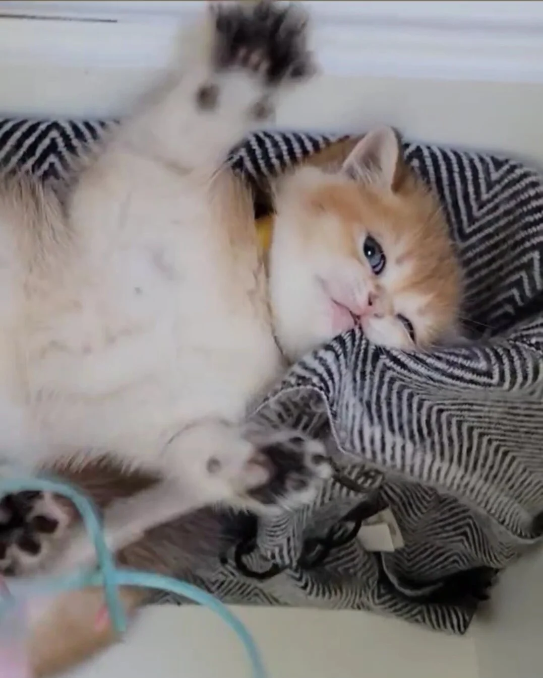 cute british shorthair kittens