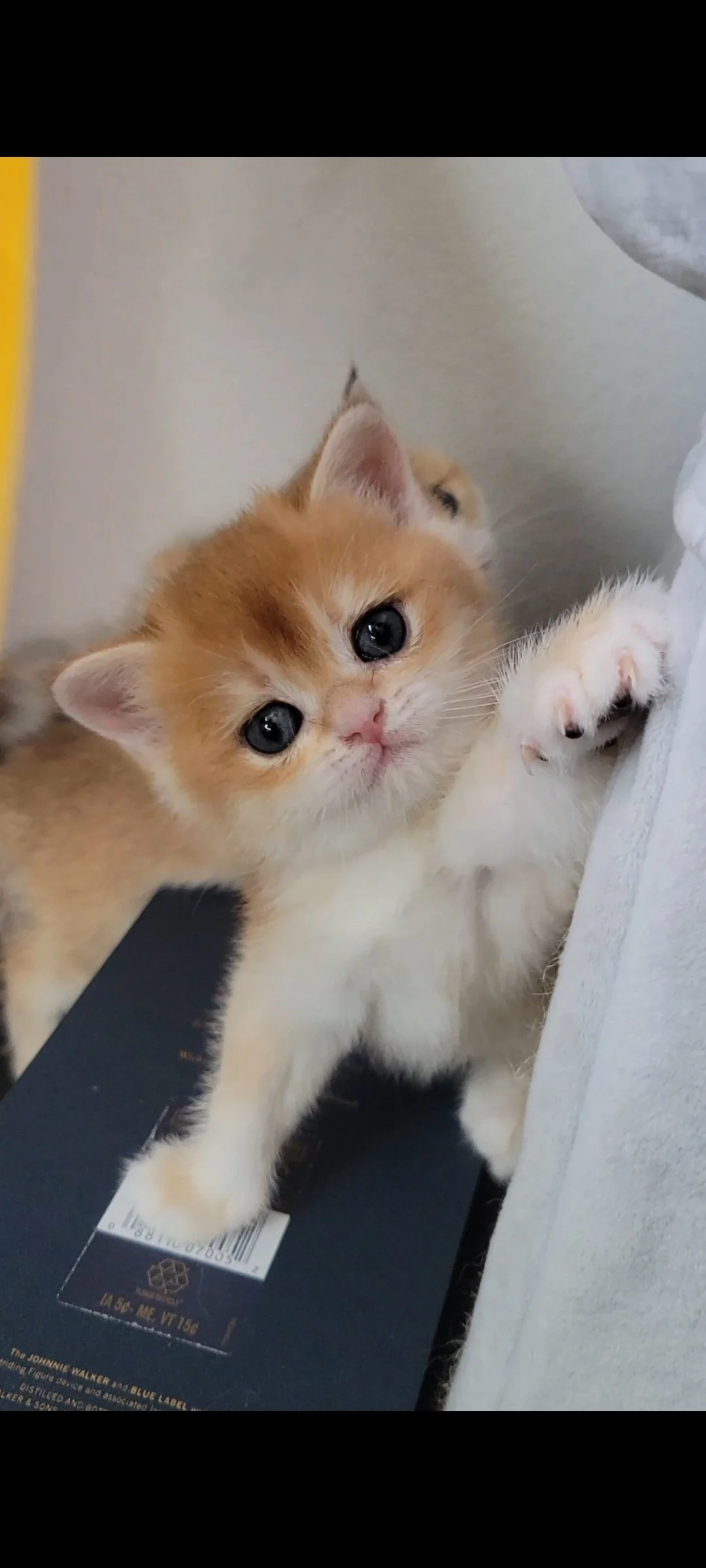 cute british shorthair kittens