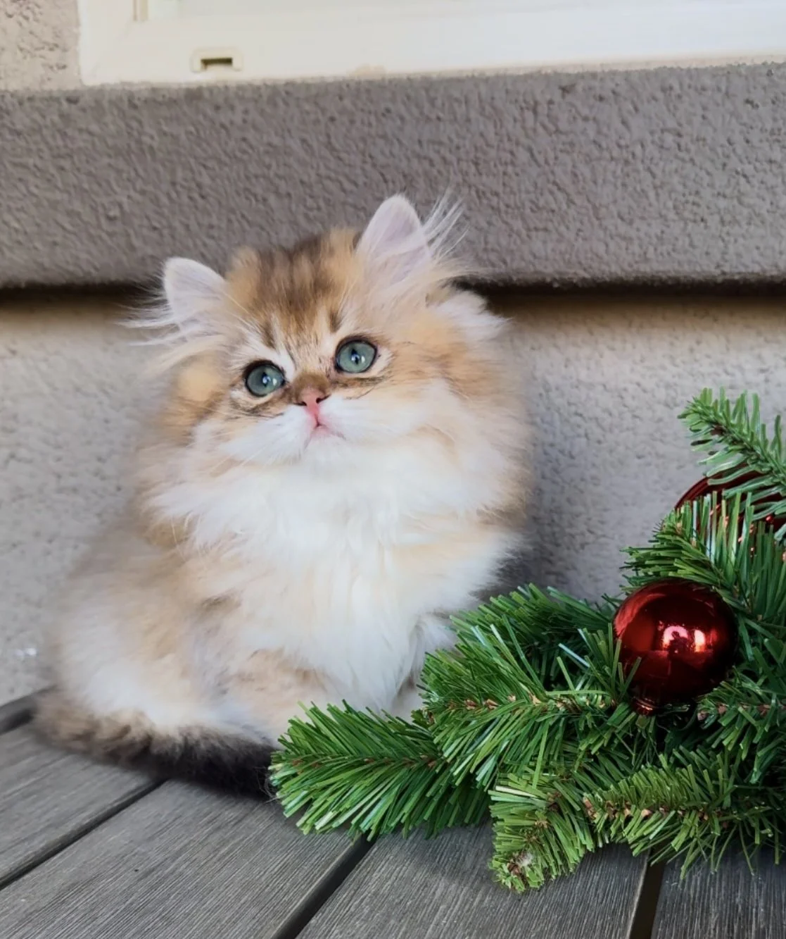 cute munchkin kittens