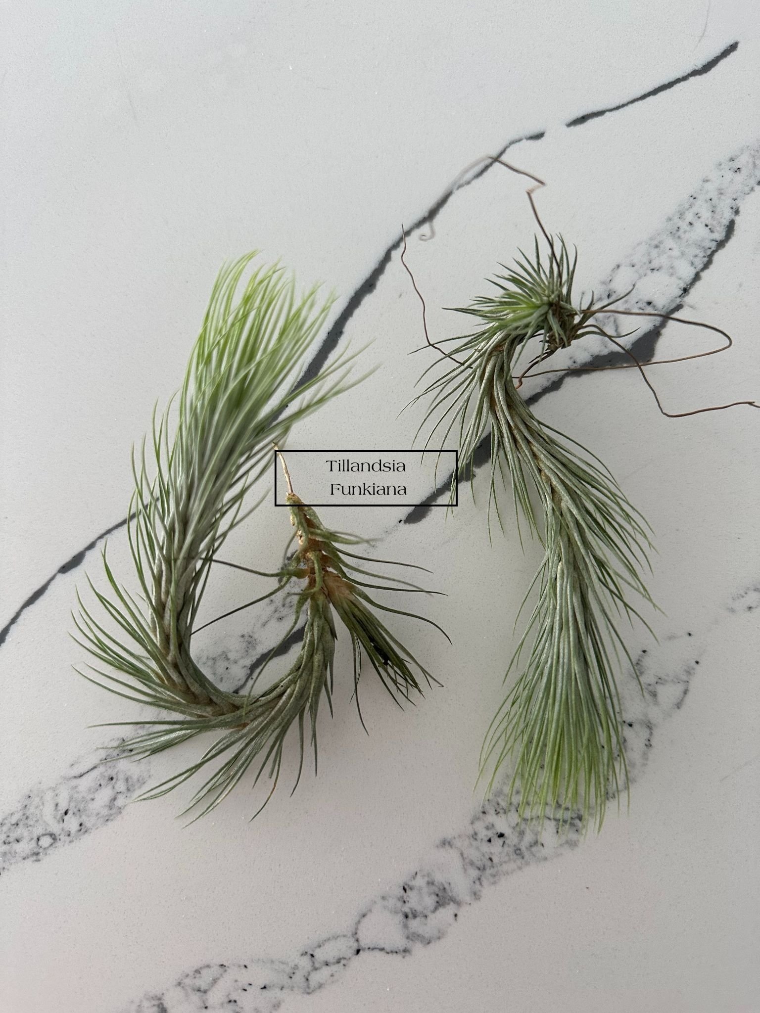 Tillandsia+Funkiana+%281%29.jpg