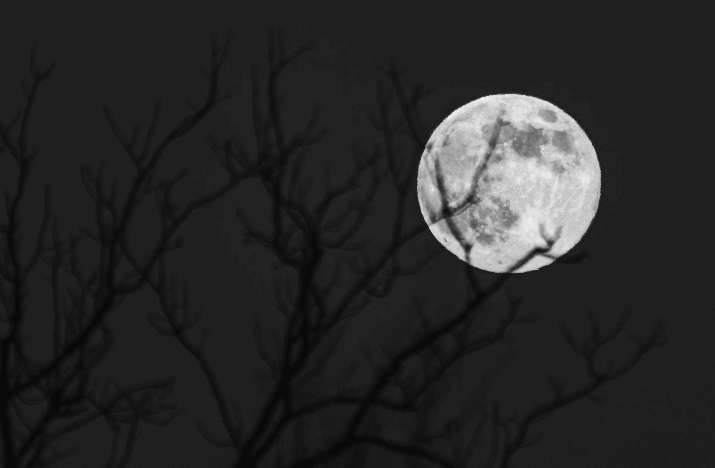 Full moon with tree branches in the foreground, black and white, night scene