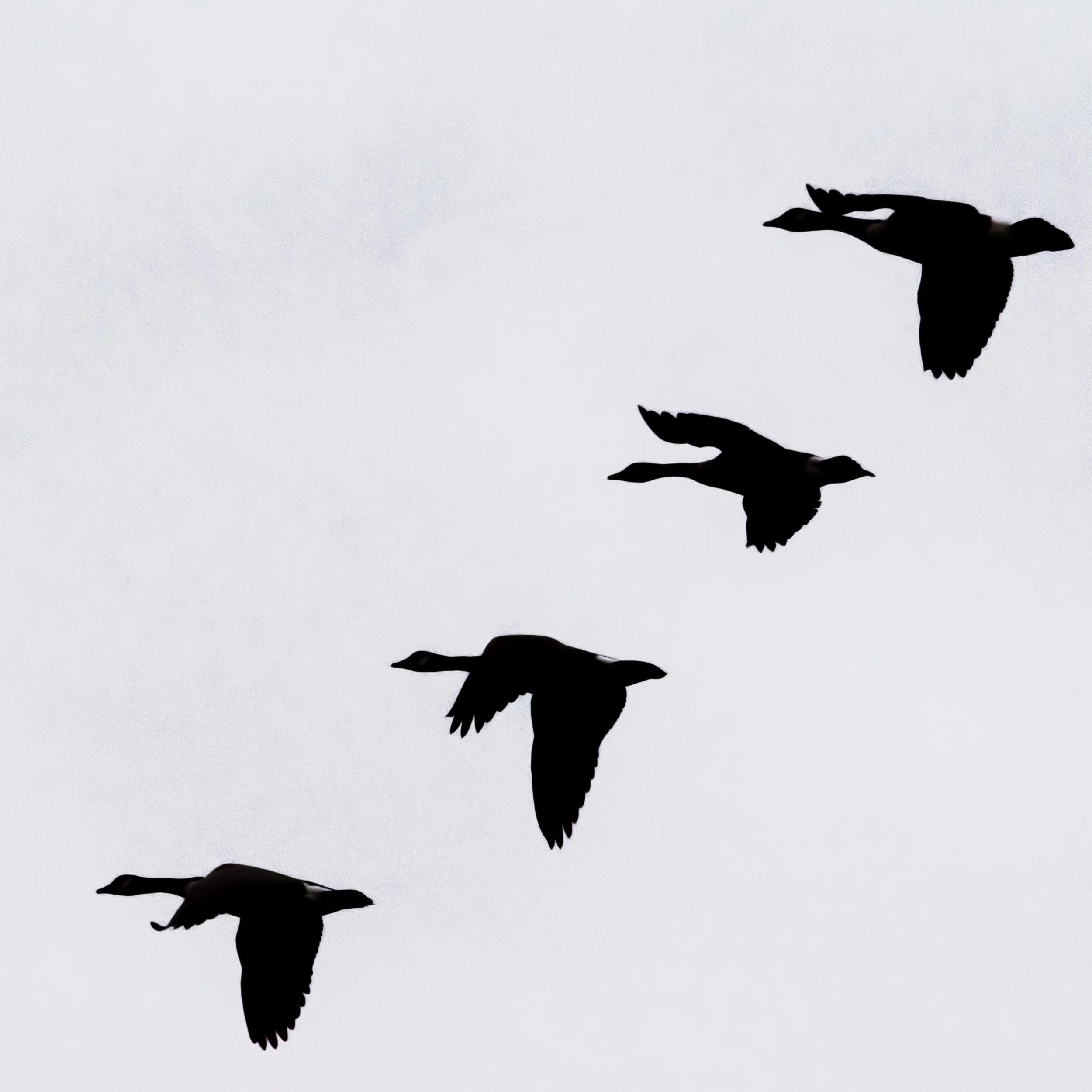 Silhouettes of five birds flying in the sky against a cloudy background.