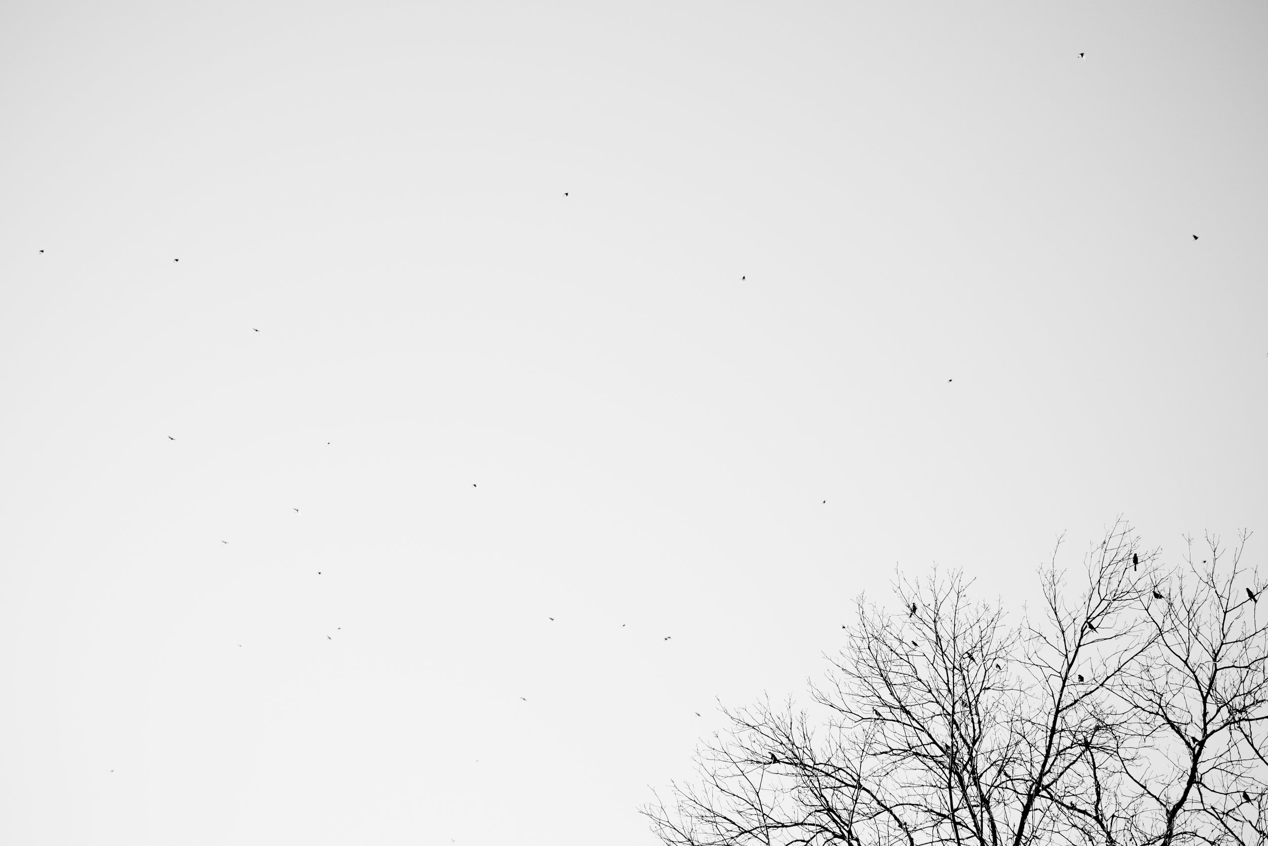 Black birds flying in the sky above the branches of a leafless tree, with a clear, light gray sky in the background.