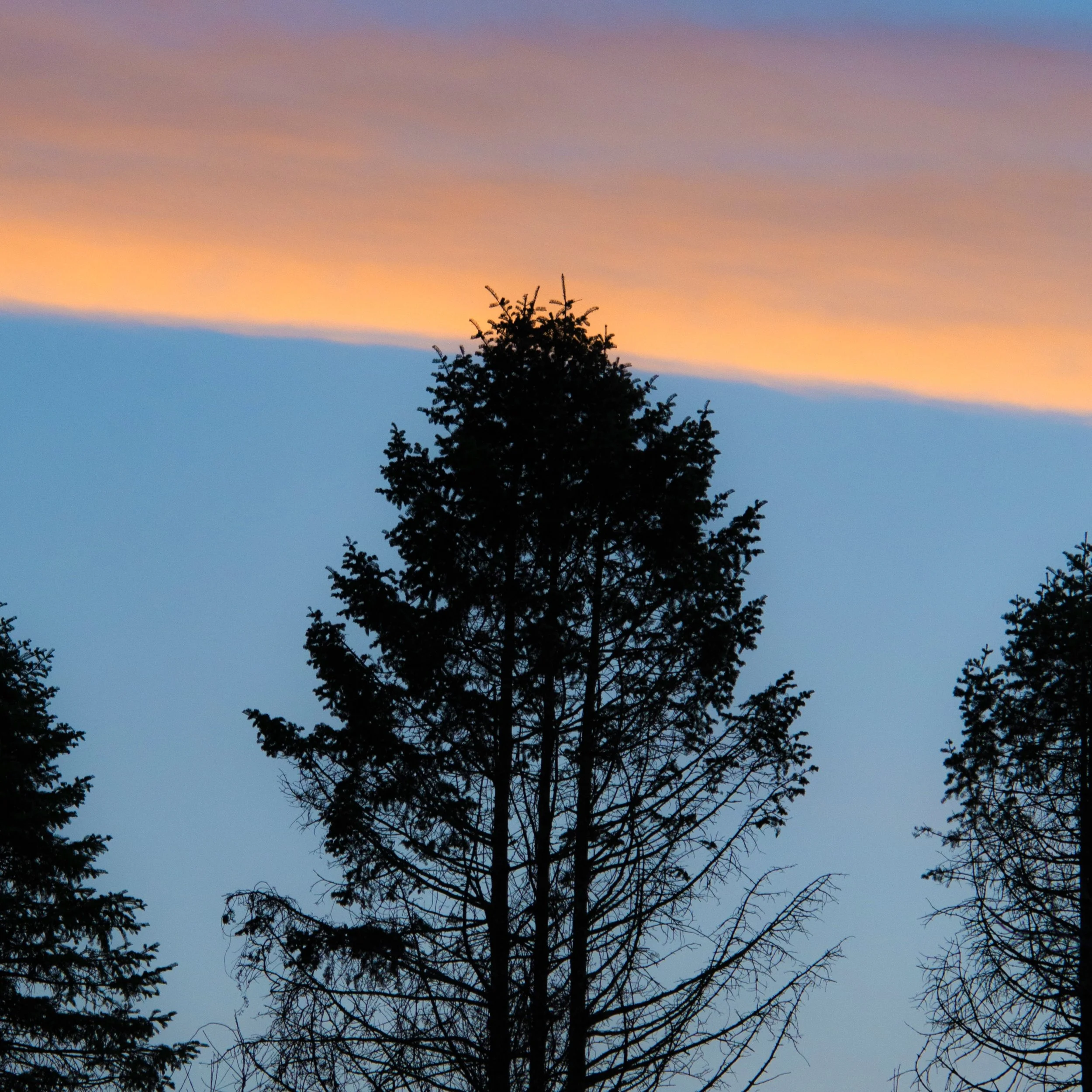 Silhouettes of tall evergreen trees against a blue sky at sunset with orange and pink clouds.