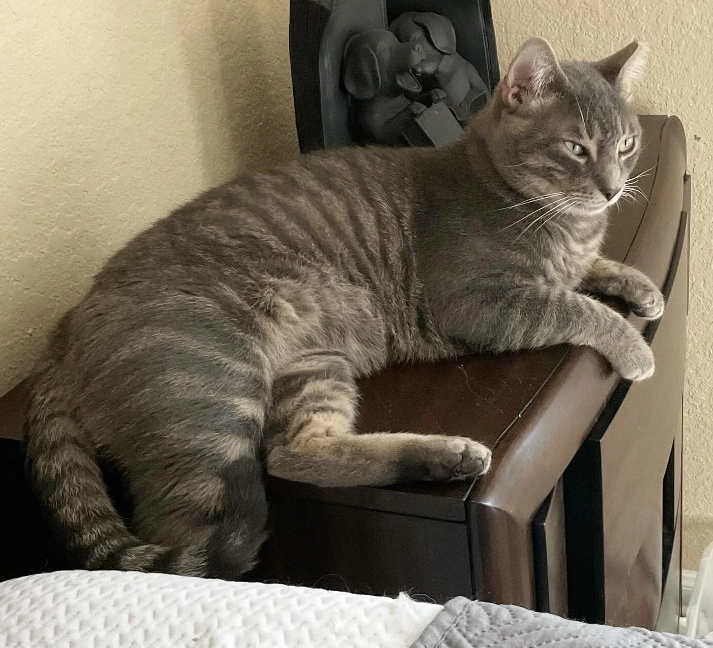 Hi, I&rsquo;m Play Doh.  My favorite things are quiet homes, other cats, cat trees, and cool hidey-type places to hang out.  I like to take my time getting to know someone before we get all close &amp; comfy.  When I decide that we vibe together, I&r