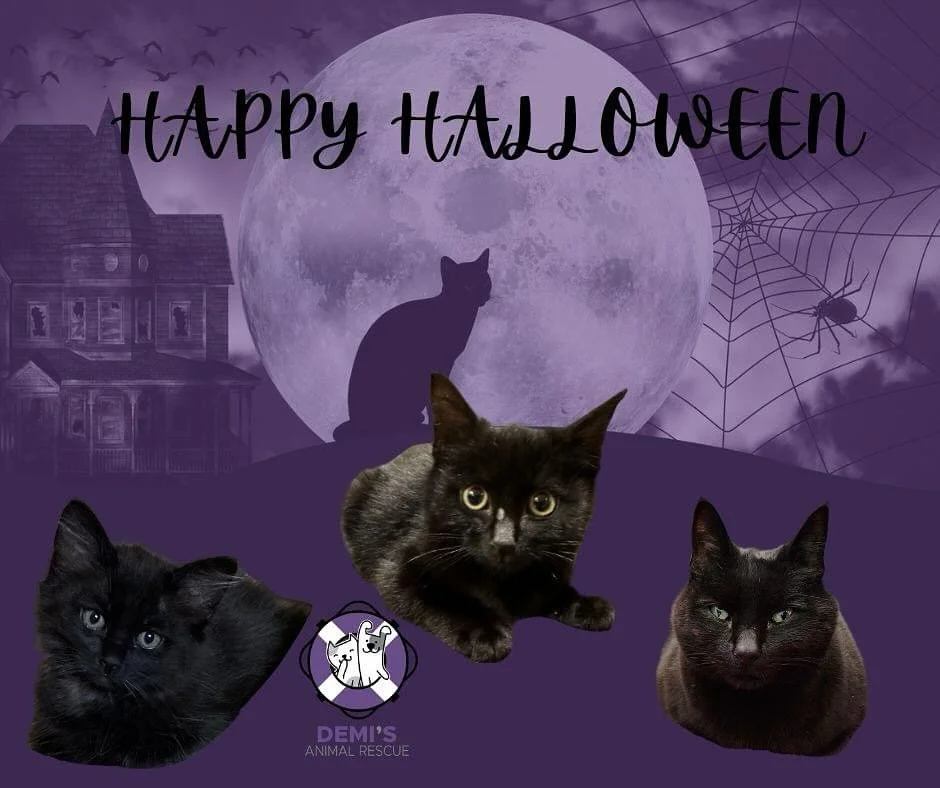 Happy Halloween from @demisanimalrescue! 👻