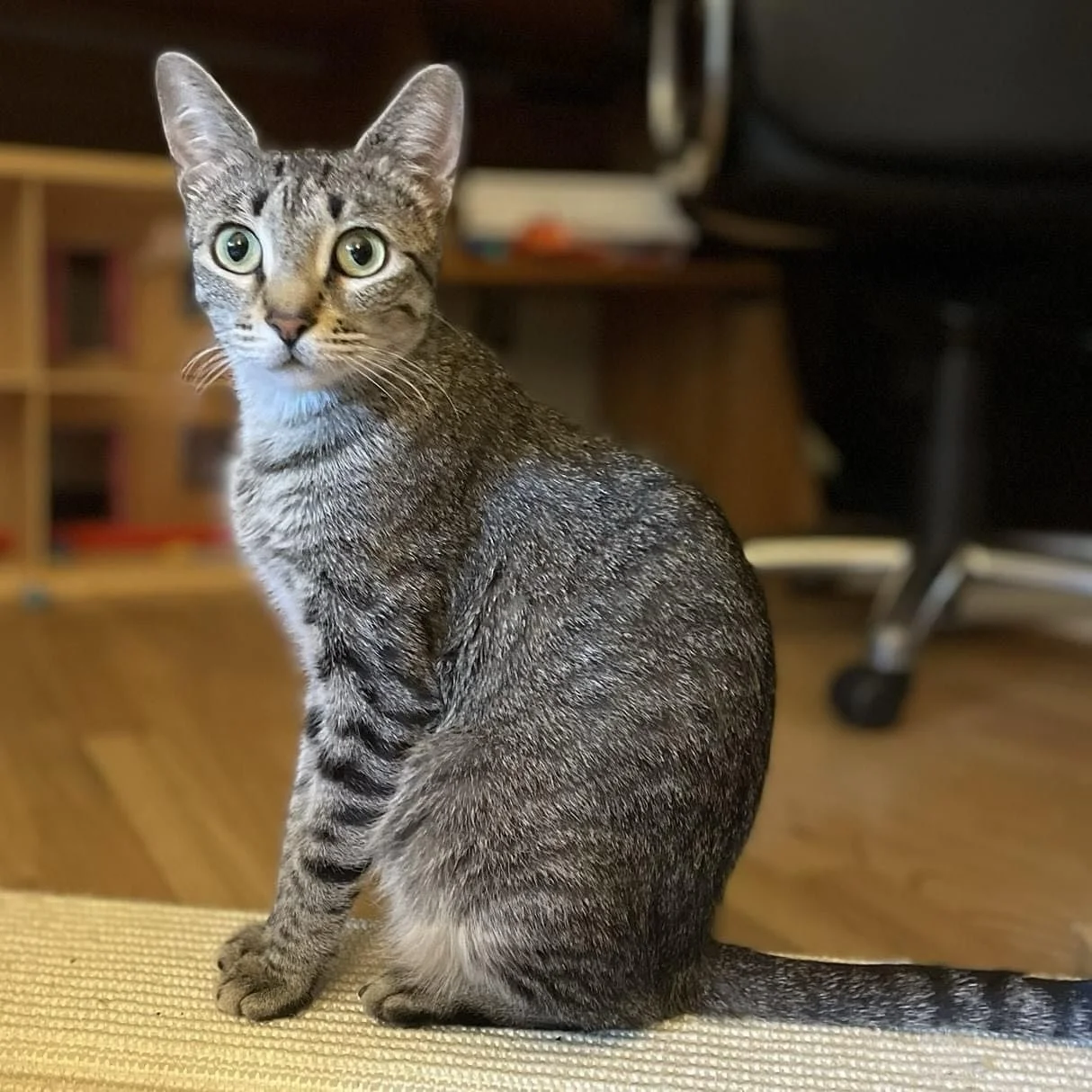 Hello, I&rsquo;m Nami and I&rsquo;m looking forward to starting my new career as Housecat &amp; Companion.  I very recently retired from my former career as Mommy.  I did great raising my kittens and now it&rsquo;s time for me to flourish. 

I&rsquo;