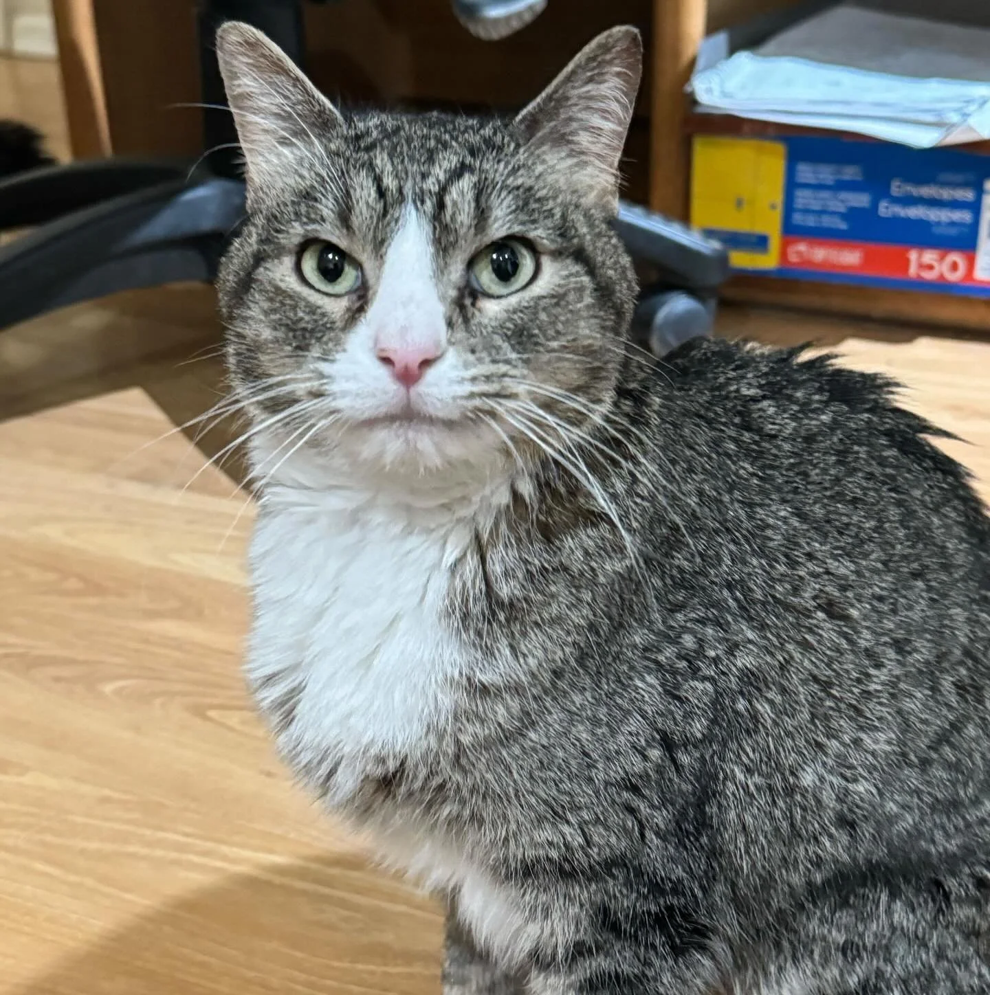 Greetings, I&rsquo;m Catalina and if you&rsquo;re looking for a crazy, young kitten who will crawl up your leg while you&rsquo;re wearing shorts, I wish you luck and I am not the kitty you are looking for.  If you&rsquo;re looking for a confident lad