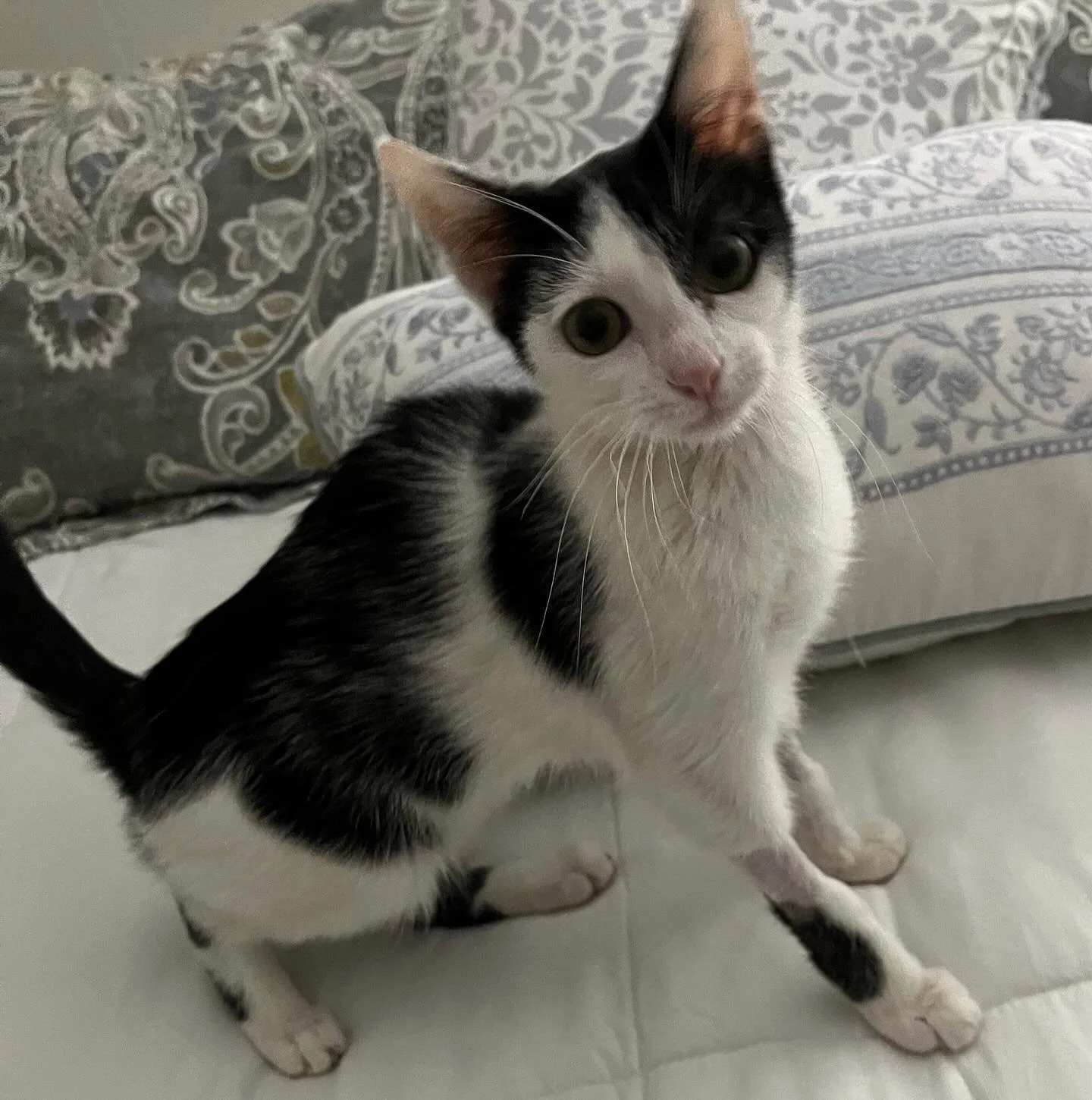 Which is better - head rubs or scritchies?  Cami is very willing to discuss how important each one is.  When she is not busy being cute and getting attention, Cami also enjoys playing with other cats and polite dogs. 

This little girl has blossomed 