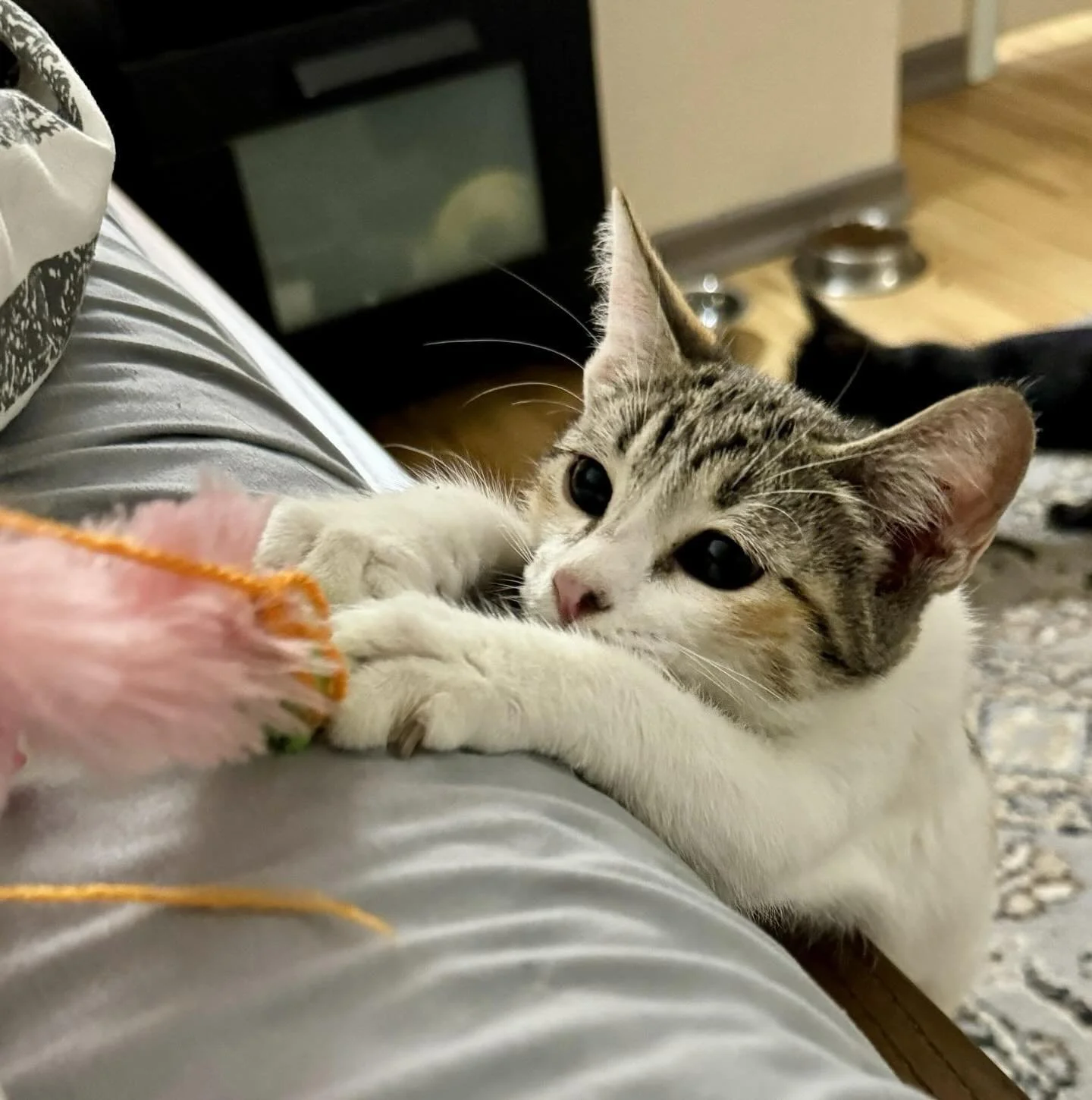 Hello, I&rsquo;m JuJu Bean.  I am learning about being a house kitty and to trust people.  My fosters are showing me that being pet can be really nice. I&rsquo;m even starting to ask for attention.  We also have toys to play with and fun places to ex