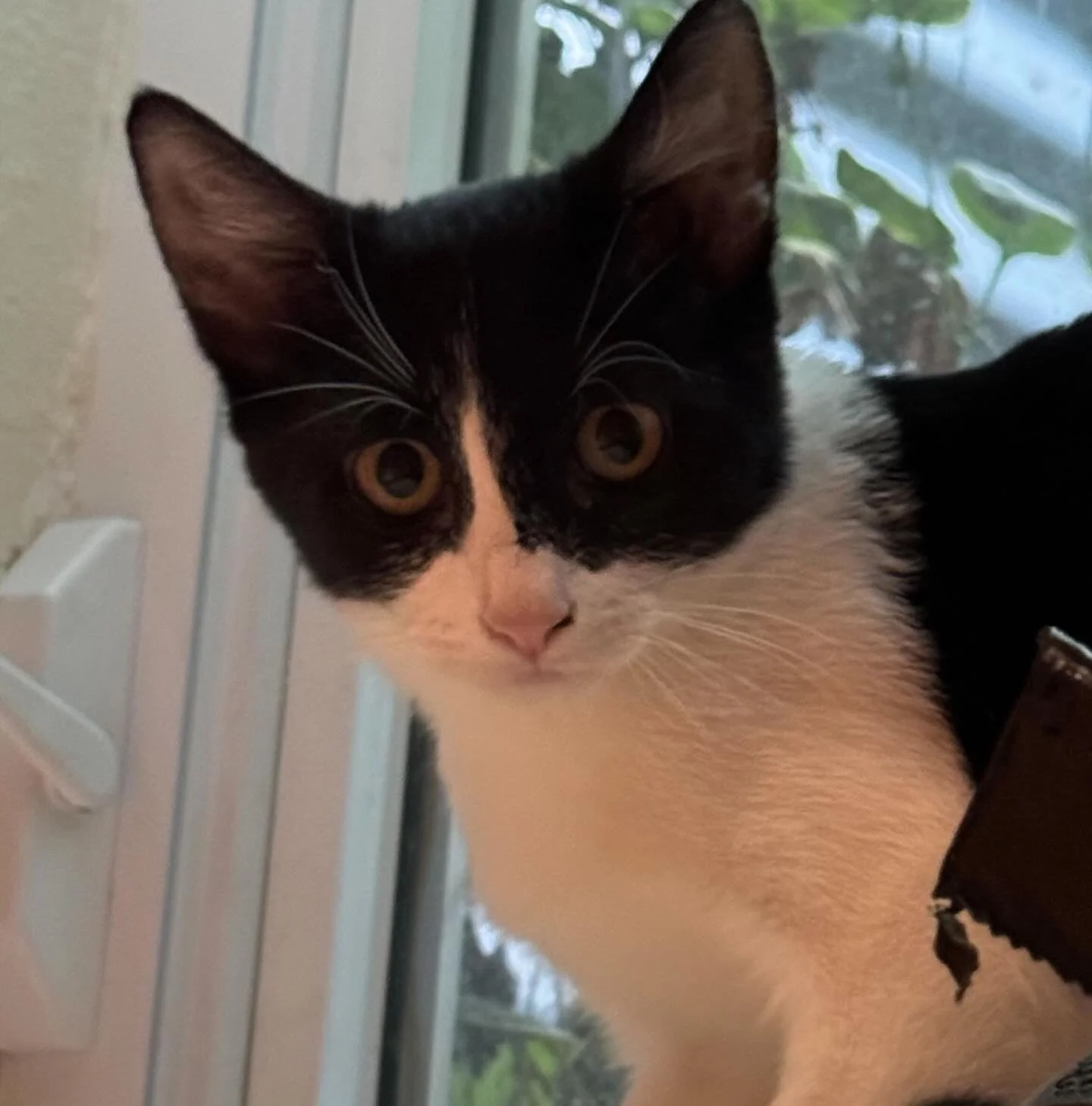 Hi, I&rsquo;m Magpie.  I enjoy being petted and am learning about things like playing with toys and how to trust people.  I did learn about this super fun toy called &ldquo;a tunnel.&rdquo; I give this toy an enthusiastic recommendation.  Once I rela