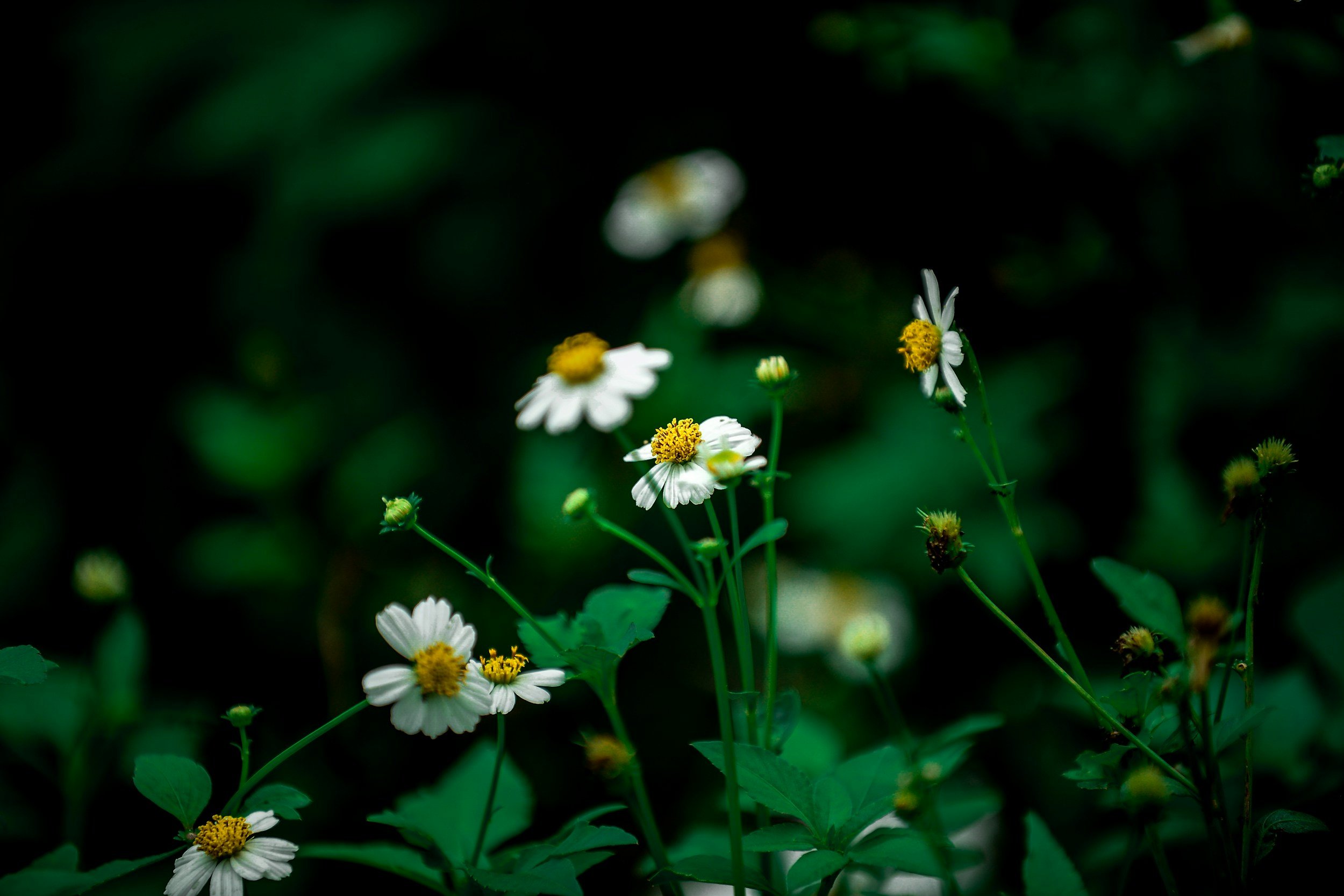 Spring Showers & Wildflowers
