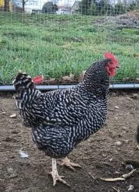 Chicken, smaller 04-2024.jpg