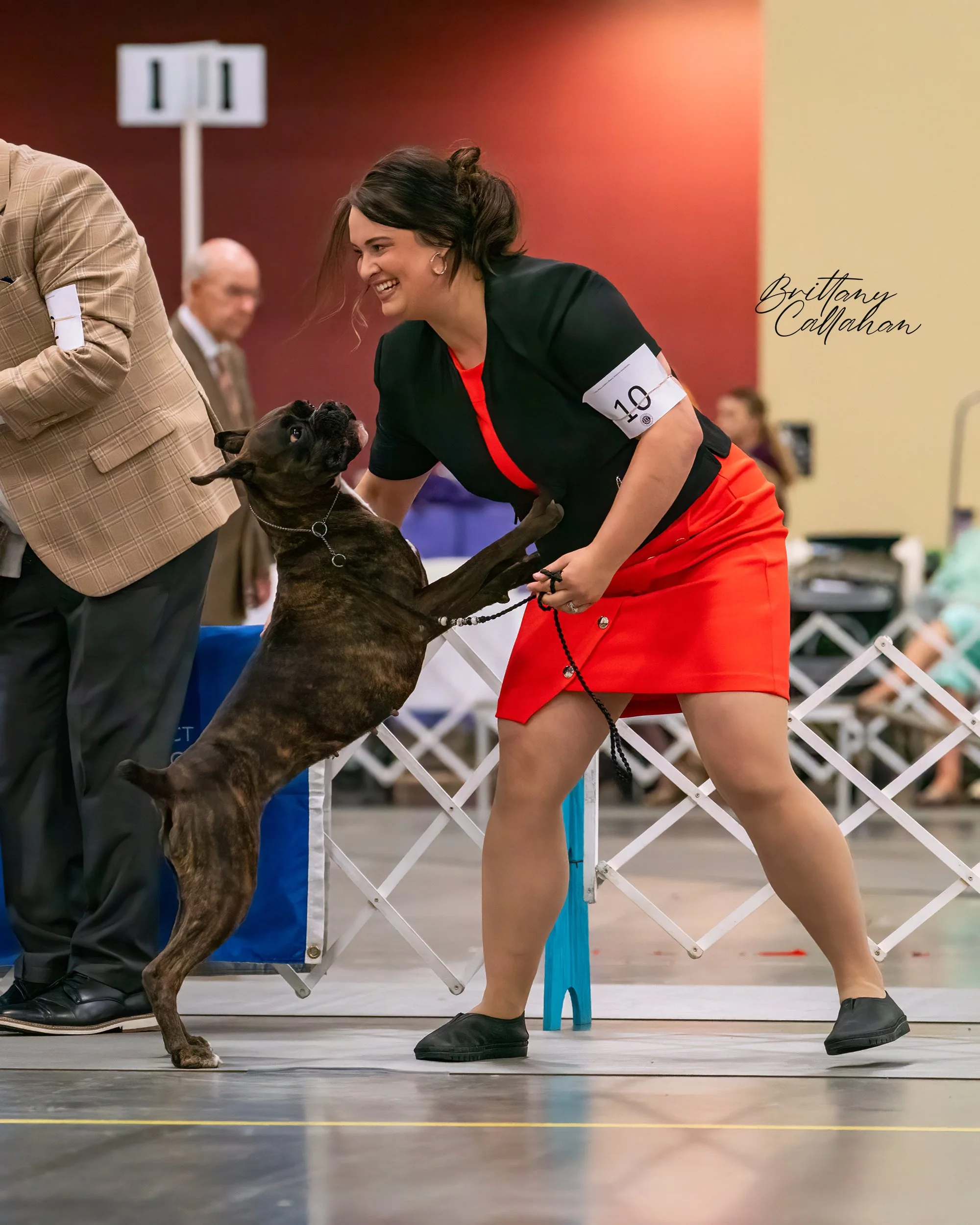 boxer-brindle-dog-show-illinois-portrait.jpg