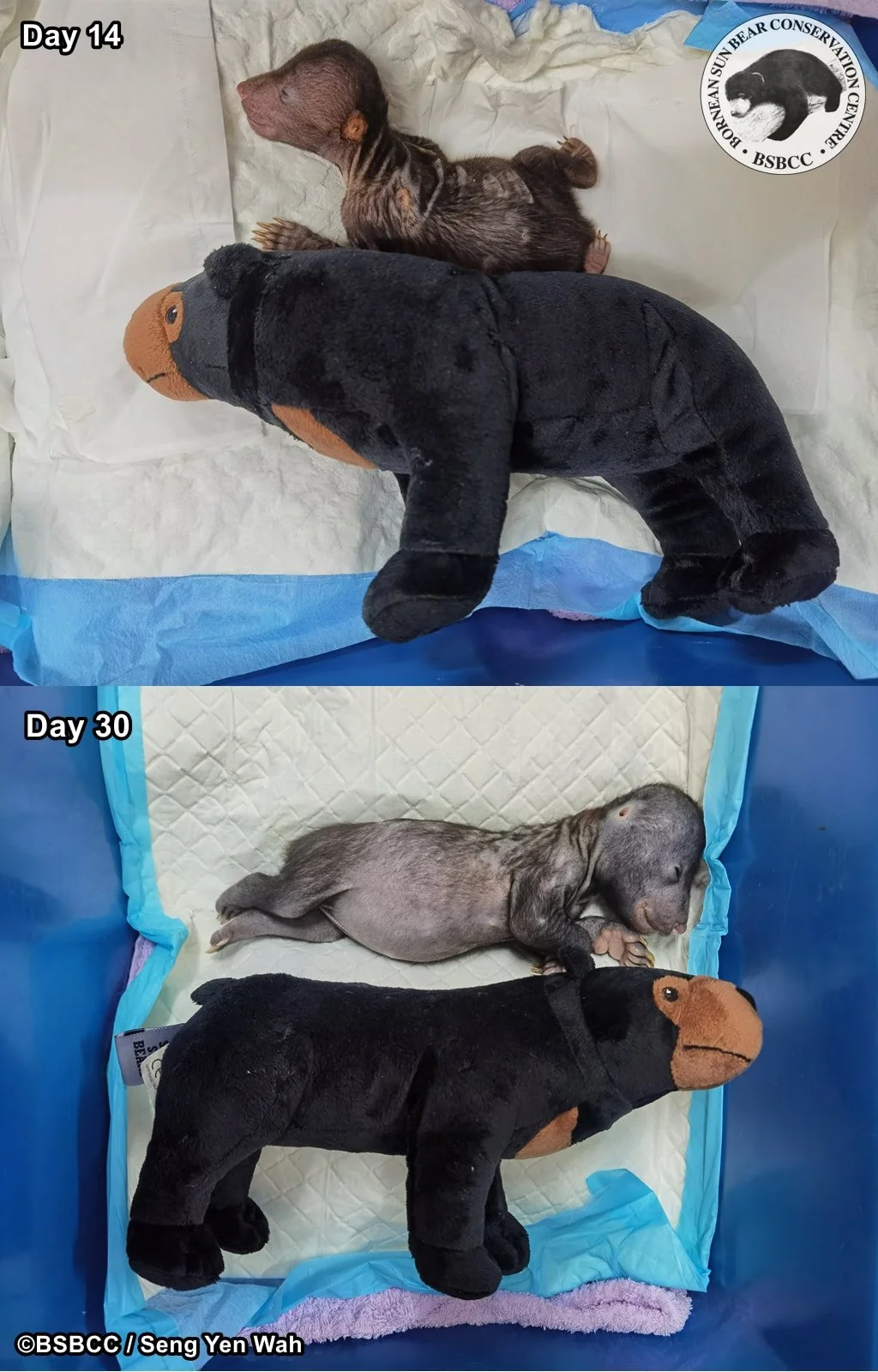 June 2021 — Bornean Sun Bear Conservation Centre