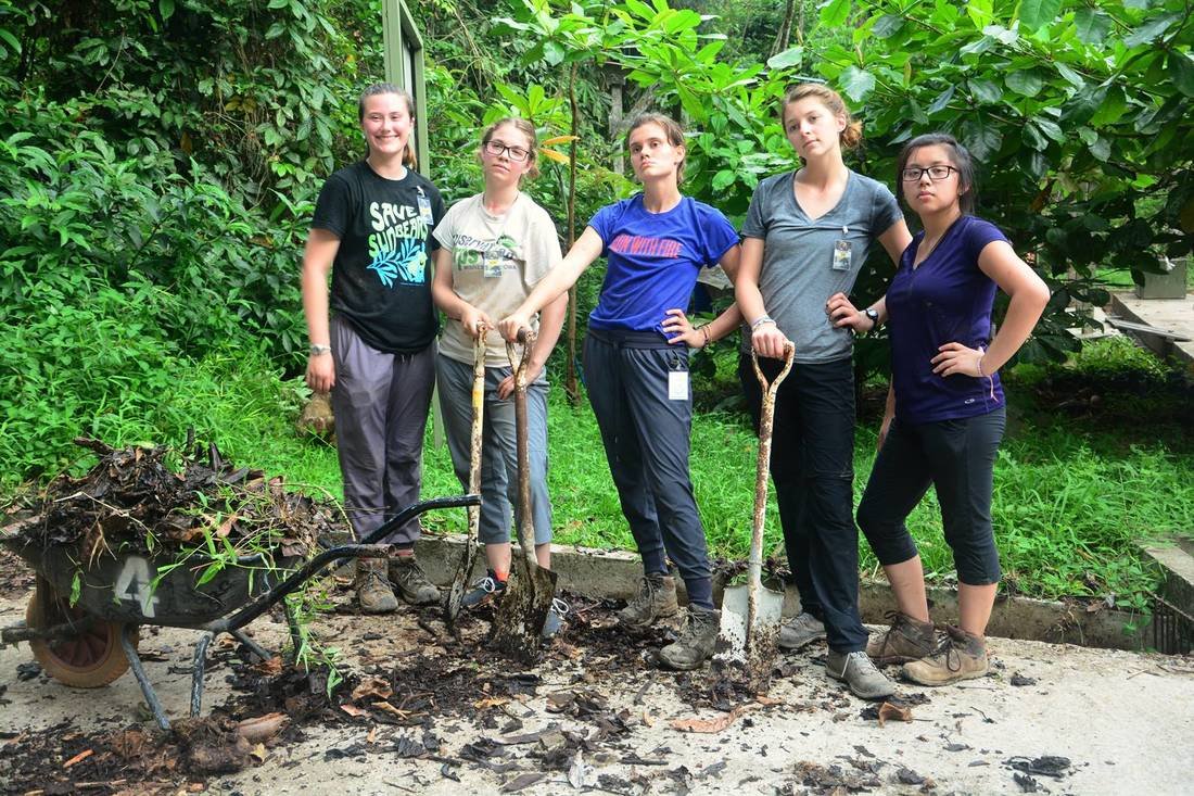 Contributing to providing safe and secure enclosure for rescued sun bears.