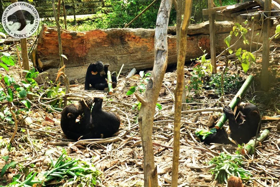 Just prefect for the bears to snuffle around and seek out for treats.