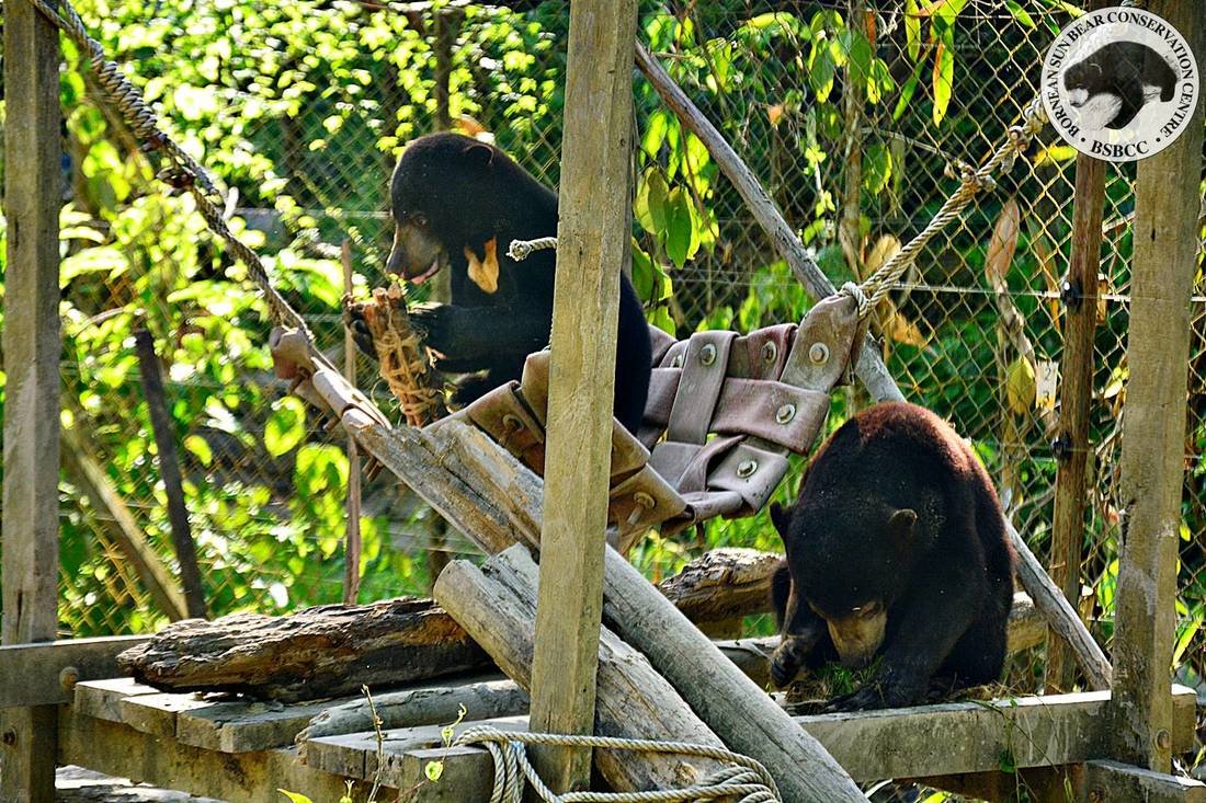 Showing so touchingly how these bears can put their terrible pasts behind them and rediscover their natural behaviour.