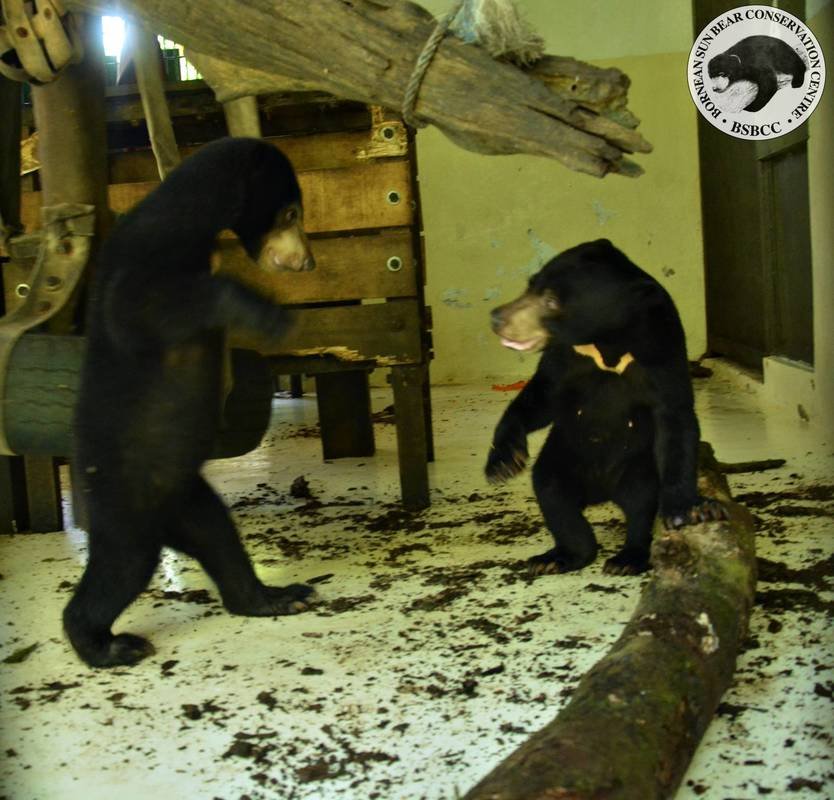 38-this-dead-wood-has-been-tearing-up-by-bear-cubs-looking-for-grubs-as-protein-snack-more-good-wild-behavior-way-to-go-little-noah-and-nano-2_orig.jpg