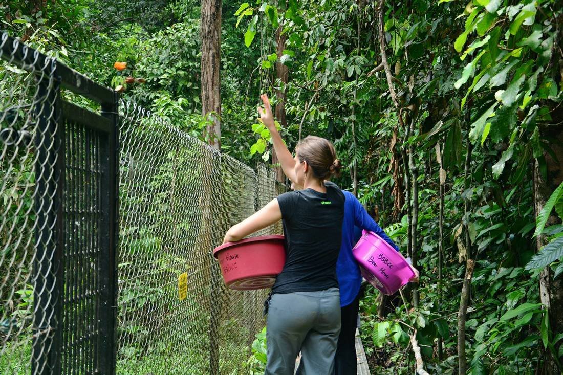 Scatter feeding around the forest enclosure to encourage bears foraging behaviour.