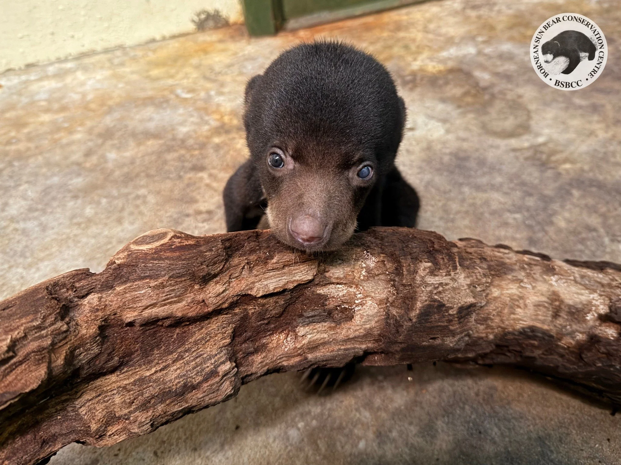 Rescue No. 71 &ndash; Little &ldquo;Manja&rdquo;

On 8th February 2026, a small, fragile life was found. Meet Manja, an estimated three-month-old female sun bear cub weighing 2.2 kg, rescued after being spotted alone in a palm oil plantation near a r
