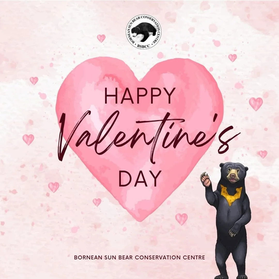 This Valentine&rsquo;s Day, show some love to the smallest bear in the world, the sun bear!

At Bornean Sun Bear Conservation Centre, love means protecting their forest home, supporting conservation, and giving rescued bears a second chance at life.
