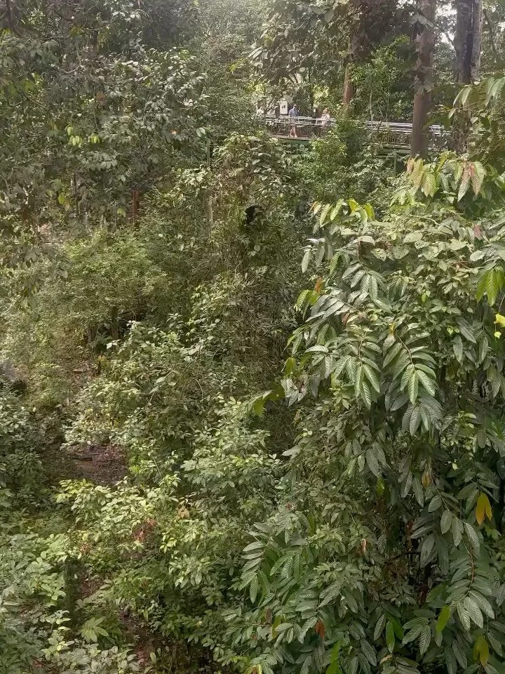 Repost from @wongsiewte Romolina the rescued sun bear is making a nest and rest on a small tree @bsbcc. Natural behaviours of sun bears are rarely observed in the wild. Now, anyone can see sun bears&rsquo; natural behaviours at the Bornean Sun Bear C